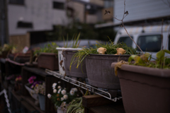 雨のち散歩　13