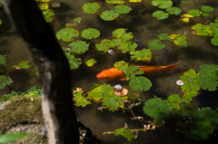 池の鯉 池の鯉