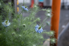 雨の日のお出かけ　花滴