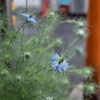 雨の日のお出かけ　花滴