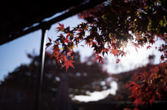 清凉寺嵯峨釈迦堂の紅葉　2