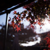清凉寺嵯峨釈迦堂の紅葉　2