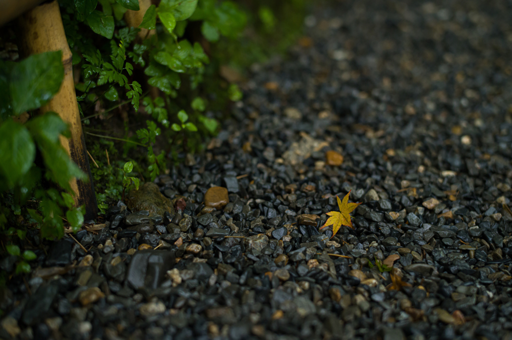 雨上がりの祇王寺　4