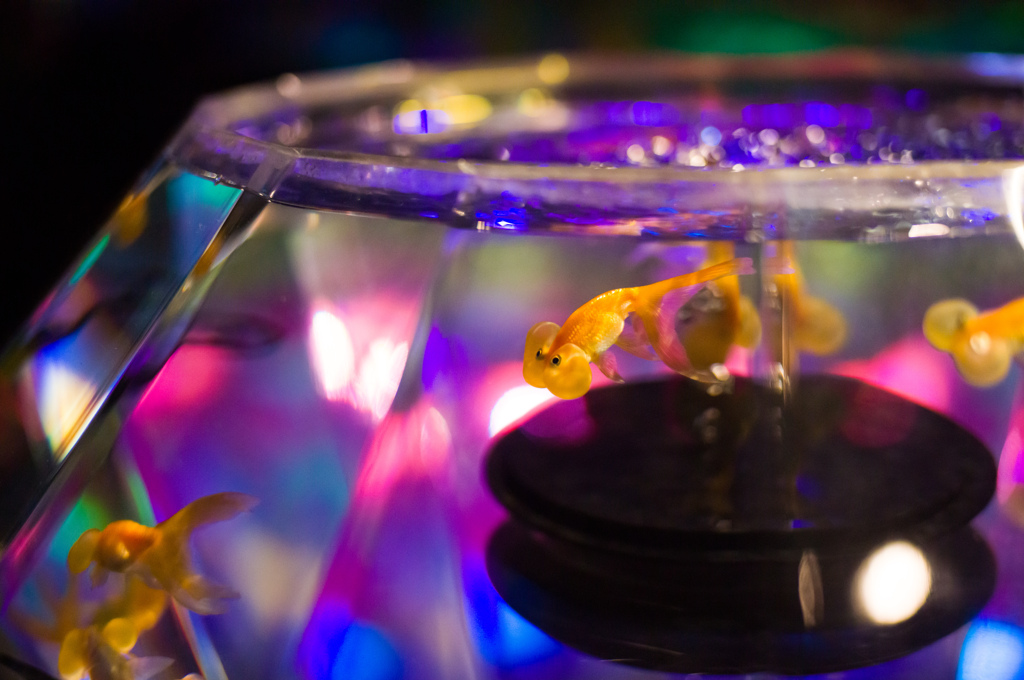 金魚ミュージアム7