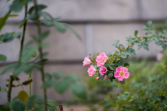 中之島バラ公園　12