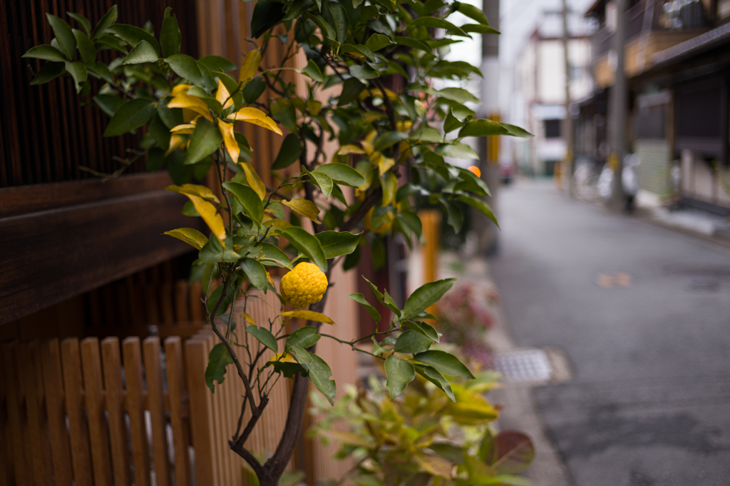 街角柚子