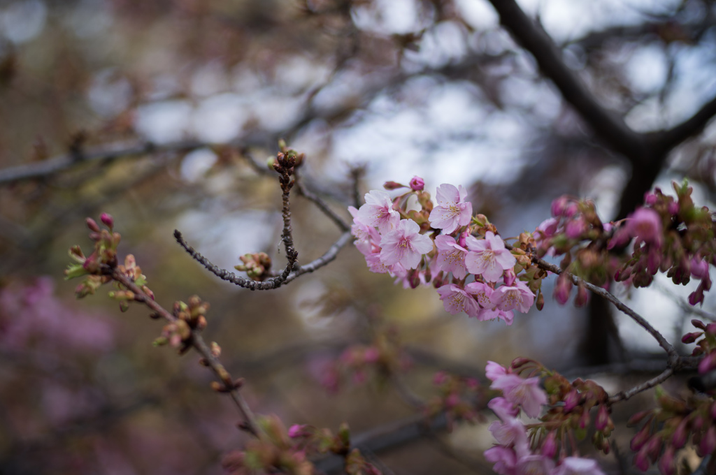 桜咲く
