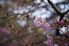 桜咲く