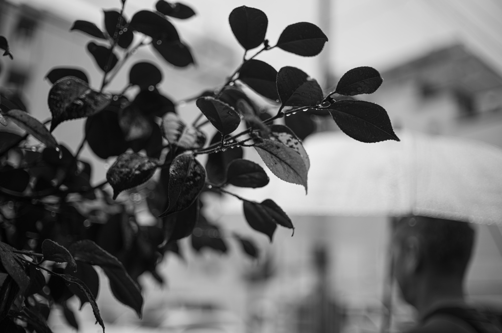 雨・雫・傘