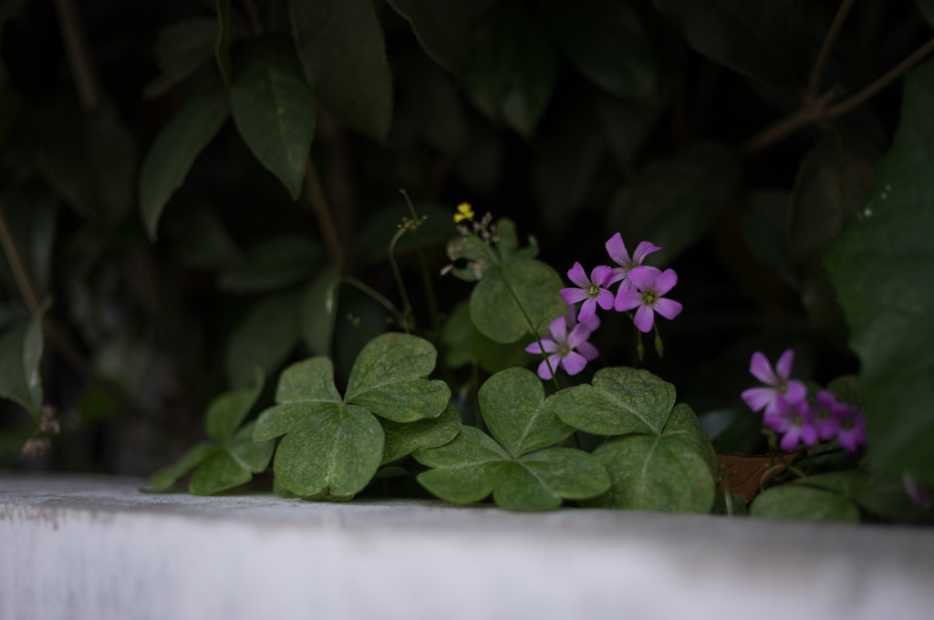 家の前の花