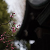 梅咲き