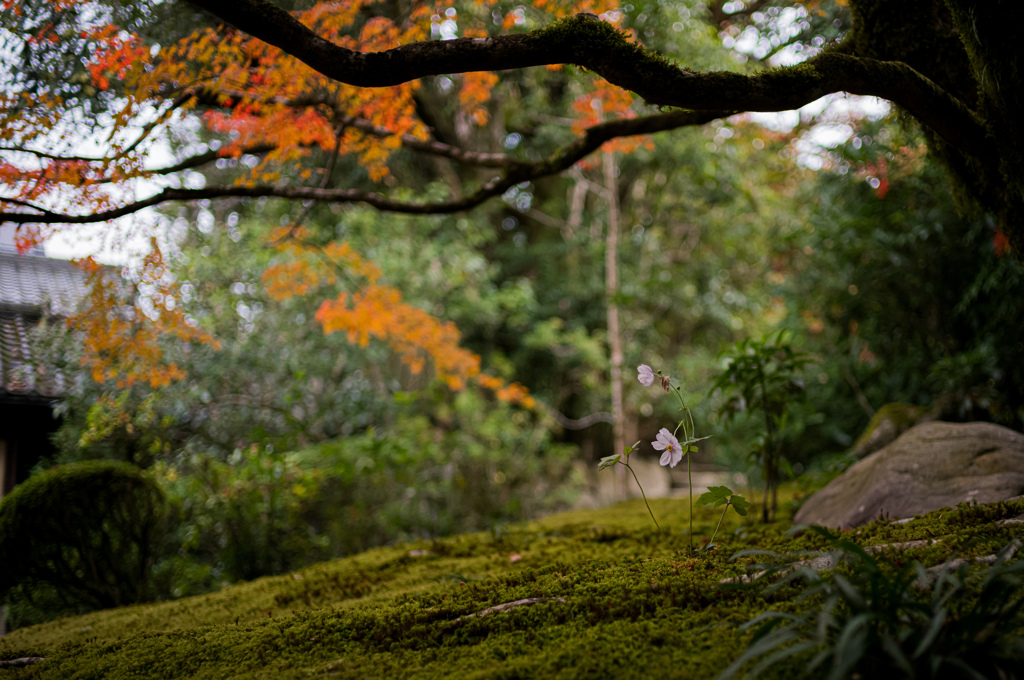 詩仙堂　紅葉　7