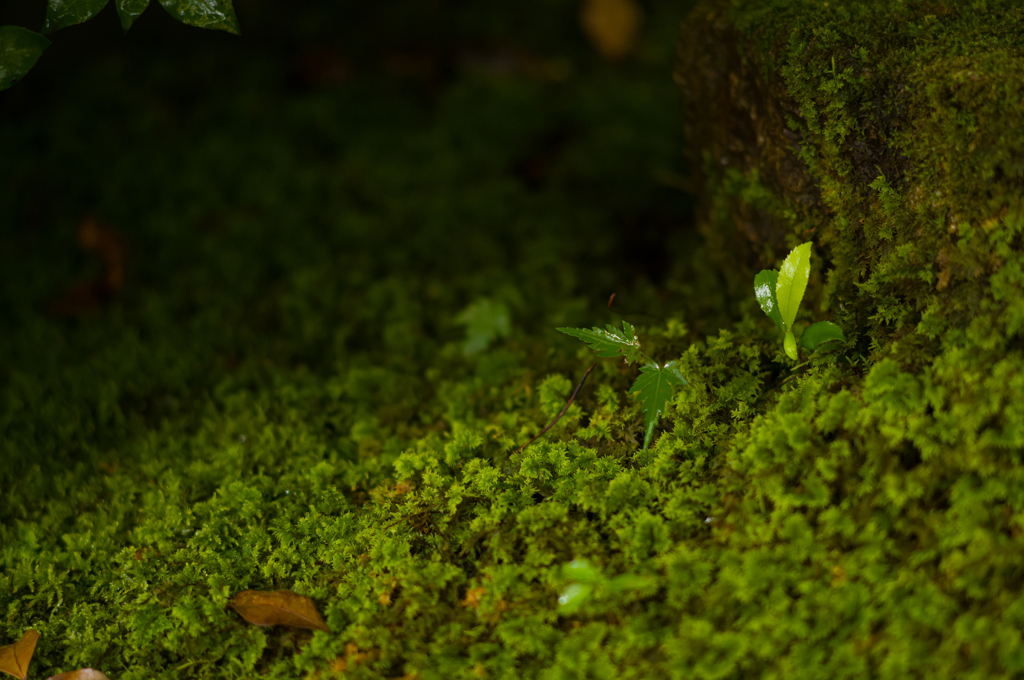 雨苔　その1