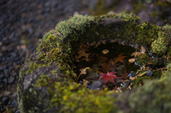 圓光寺　紅葉　13