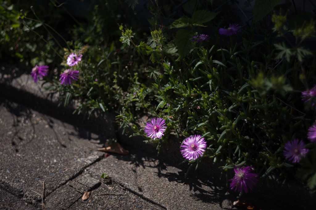 脇道の花たち