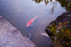 京都妙心寺　退蔵院　20