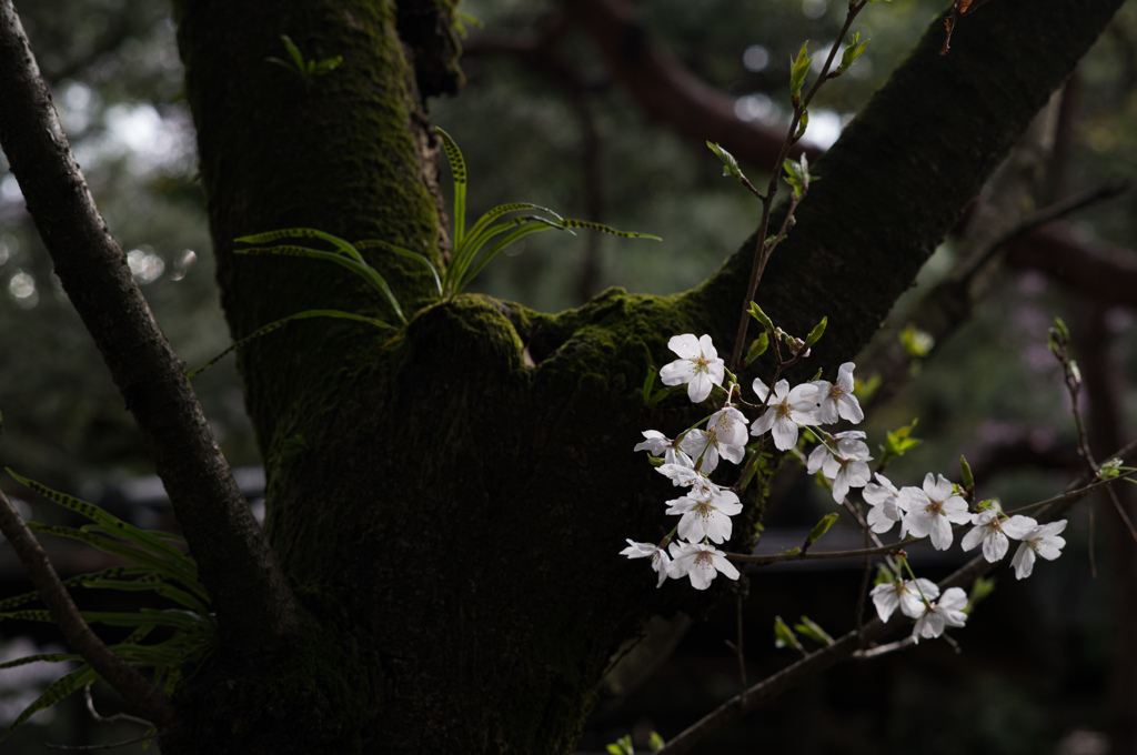 平安神宮の桜　5