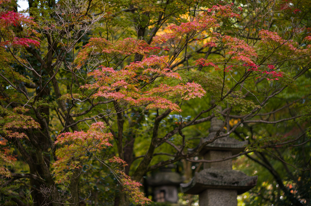 清水の紅葉　1