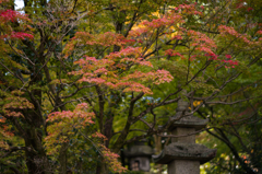 清水の紅葉　1