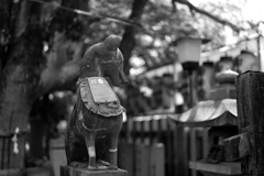 陽の狐