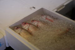 錦市場　お魚屋