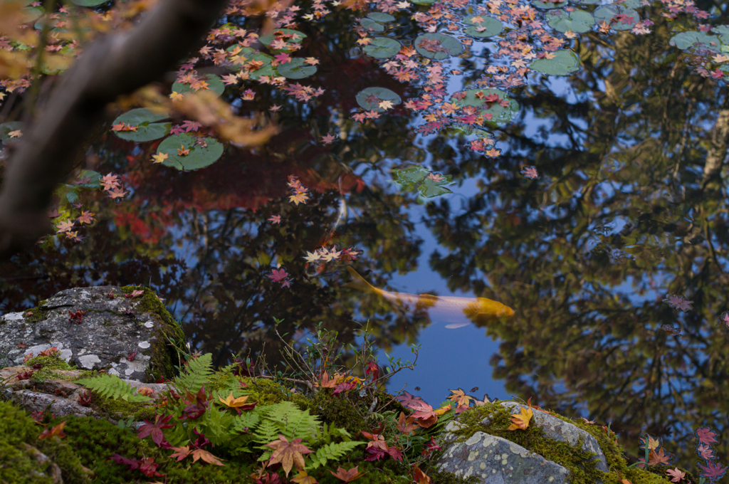 京都天授庵　紅葉と鯉5