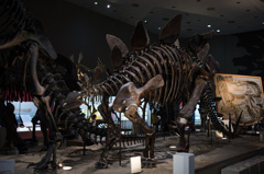 ステゴザウルス　2