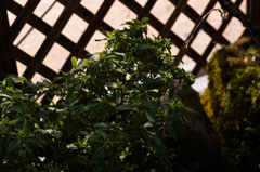 京都植物園　17