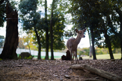 奈良鹿　1