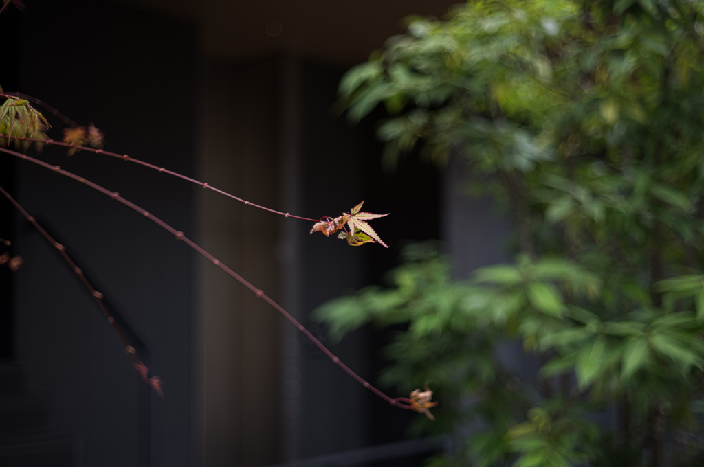 枝先の秋