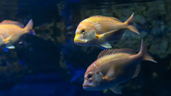 暑いので水族館へ　2