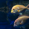 暑いので水族館へ　2
