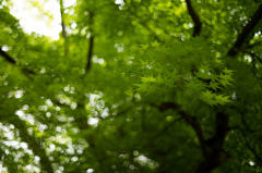 新緑の始まり