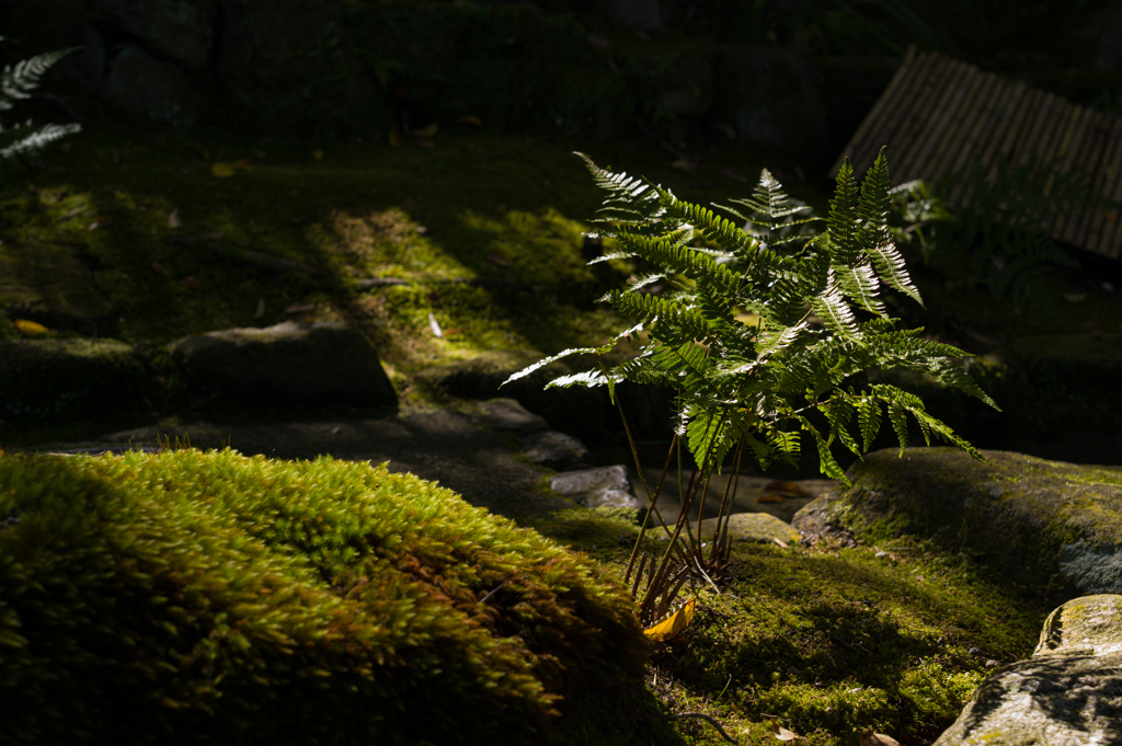 奈良吉城園　22