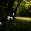 上賀茂神社の花菖蒲