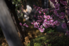 やっとの開花