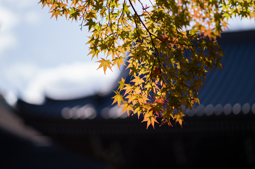 清水の紅葉　7