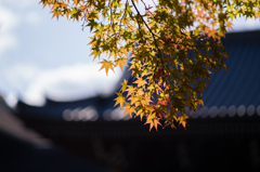 清水の紅葉　7