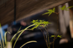 小紅葉