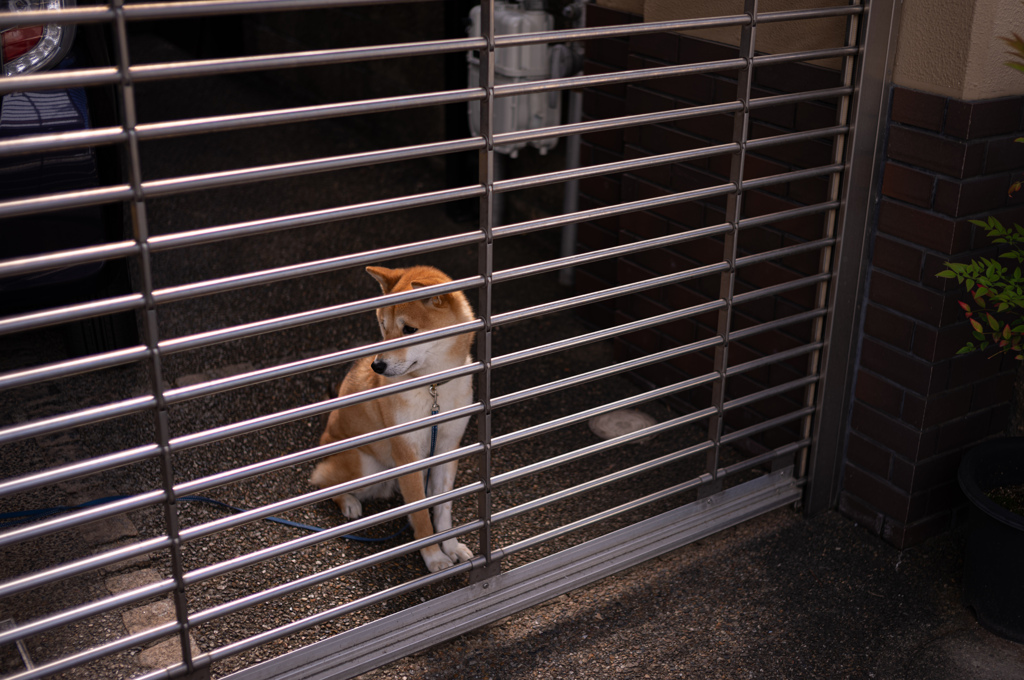 奈良散歩　ワンコ