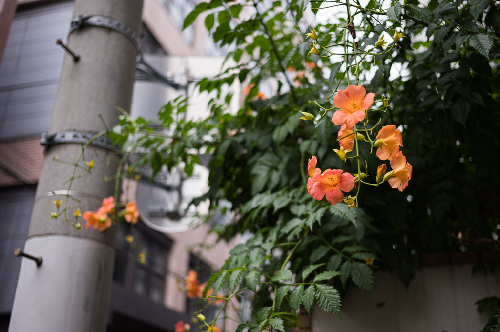 オレンジの花