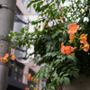 オレンジの花
