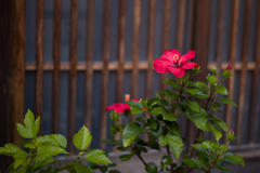 玄関のハイビスカス