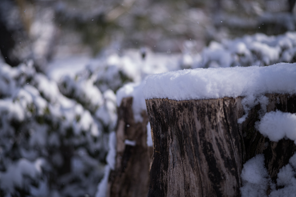 積もりゆく雪