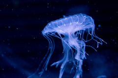 暑いので水族館へ 9