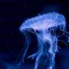 暑いので水族館へ 9
