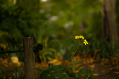 奈良吉城園　26