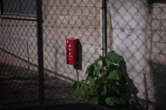 レンズお試しフォト　１