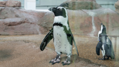 暑いので水族館へ　1