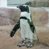 暑いので水族館へ　1
